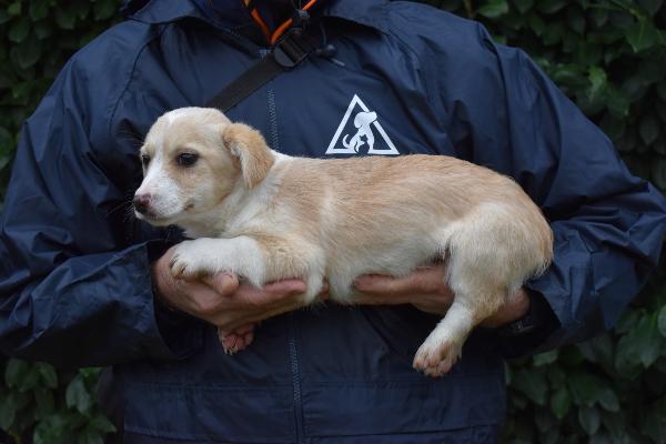 LETTY, CUCCIOLINA METICCETTA, TAGLIA PICCOLA ZAMPA CORTA, SOCIEVOLE, TENERA, IN CERCA DELLA SUA FAMIGLIA Foto 4